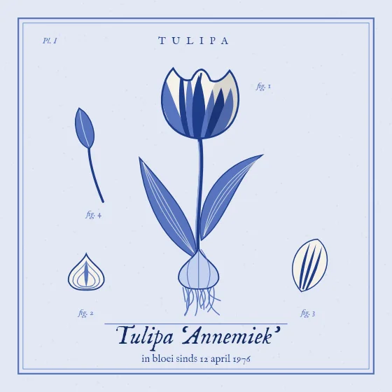 Een tulp naar jou vernoemd